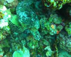 Kadmat Island has the presence of loving marine creatures which are clearly visible when you visit the island and most found animals are turtles which